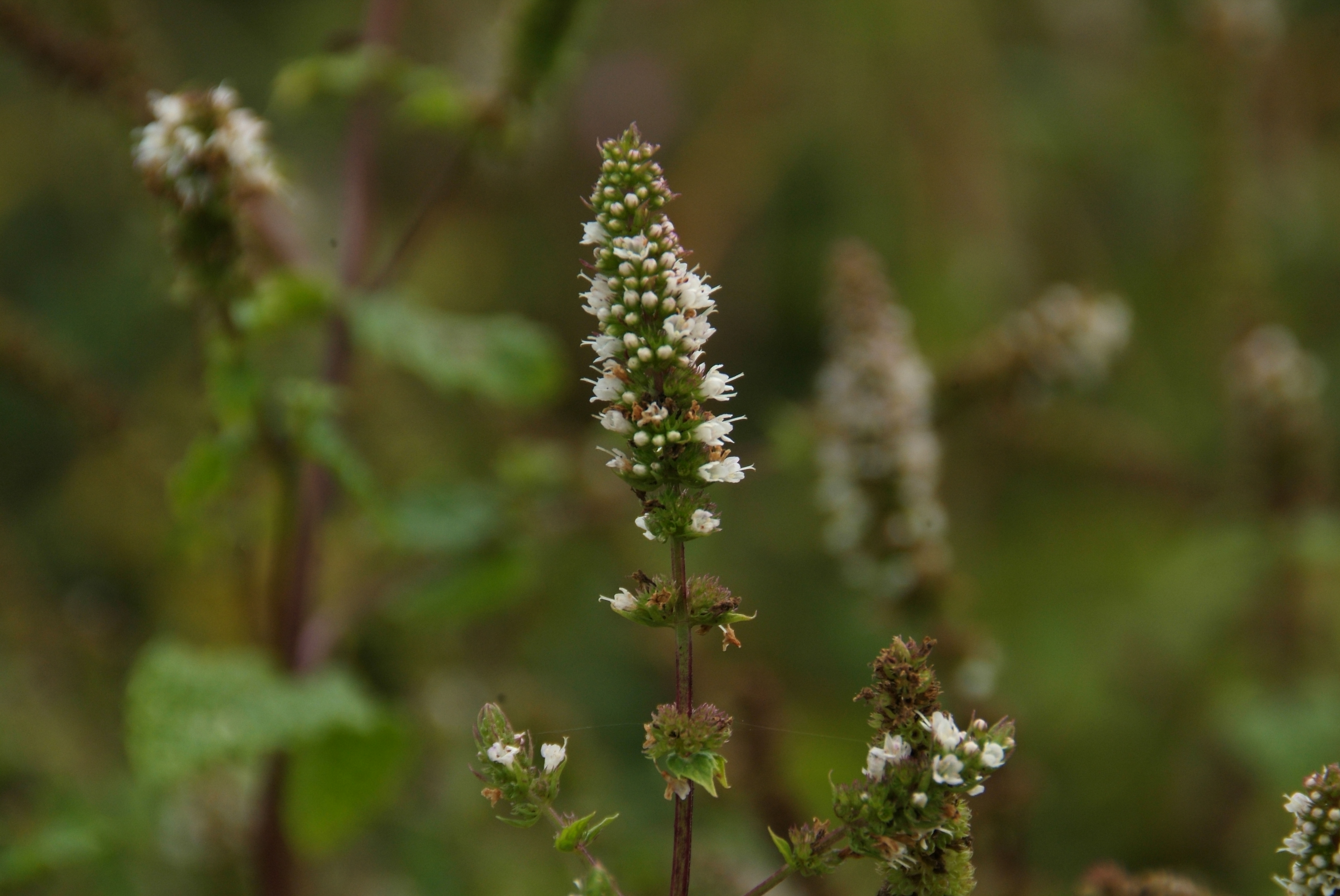 Mentha spicata 'Maroccan'groene Marokkaanse munt bestellen